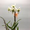 Dendrobium moniliforme Ryokuho 